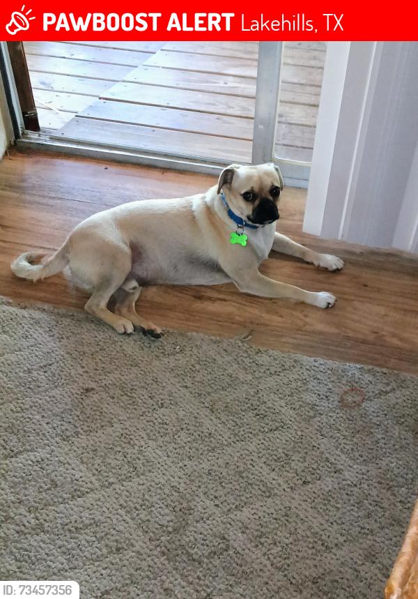Lost Male Dog last seen Fm 1283, Lakehills, TX 78063