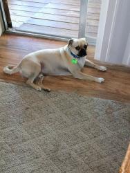 Lost Male Dog last seen Fm 1283, Lakehills, TX 78063