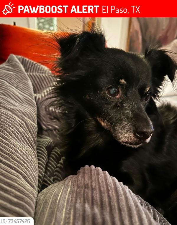 Lost Female Dog last seen Hawthorne El paso texas, El Paso, TX 79902