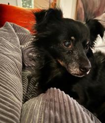 Lost Female Dog last seen Hawthorne El paso texas, El Paso, TX 79902