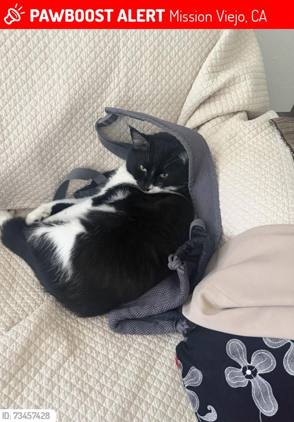 Lost Male Cat last seen Near chills, Mission Viejo, CA 92691