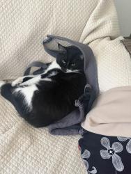 Lost Male Cat last seen Near chills, Mission Viejo, CA 92691