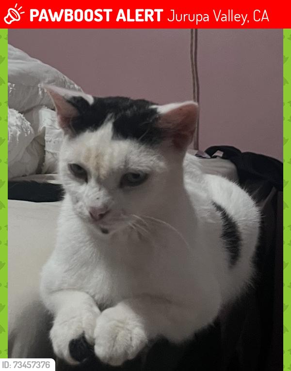 Lost Female Cat last seen 61st, Jurupa valley 92509, Jurupa Valley, CA 92509