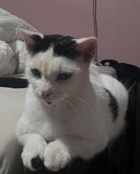 Lost Female Cat last seen 61st, Jurupa valley 92509, Jurupa Valley, CA 92509