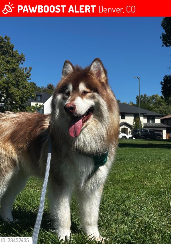 Lost Male Dog last seen Near S Monaco Pkwy Denver Colorado, Denver, CO 80222