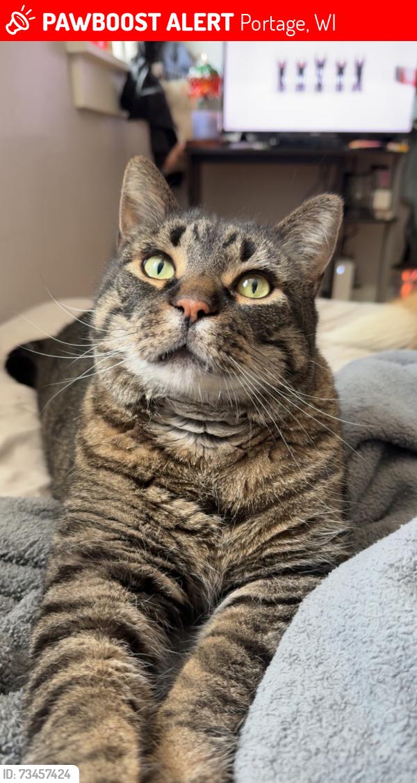 Lost Male Cat last seen Near west burns st portage wi, Portage, WI 53901