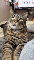 Lost Male Cat last seen Near west burns st portage wi, Portage, WI 53901