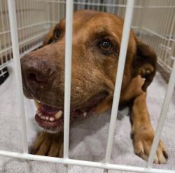 Shelter Stray Male Dog last seen Near Nuckols Crossing Road, AUSTIN, TX, 78744, 7201 Levander Loop bldg a, Austin, TX 78702, USA