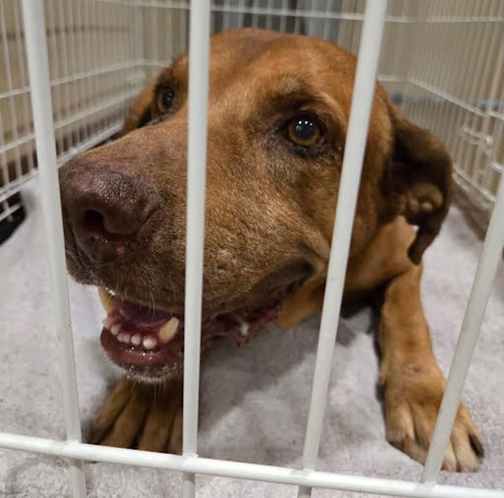 Shelter Stray Male Dog last seen Near Nuckols Crossing Road, AUSTIN, TX, 78744, 7201 Levander Loop bldg a, Austin, TX 78702, USA