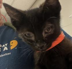 Shelter Stray Female Cat last seen Melcher Street, SAN LEANDRO, CA, 94577, 8323 Baldwin St, Oakland, CA 94621, USA