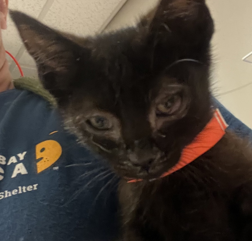 Shelter Stray Female Cat last seen Melcher Street, SAN LEANDRO, CA, 94577, 8323 Baldwin St, Oakland, CA 94621, USA