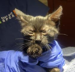 Shelter Stray Female Cat last seen Melcher Street, SAN LEANDRO, CA, 94577, 8323 Baldwin St, Oakland, CA 94621, USA