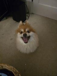 Reunited Unknown Dog last seen Earl and Hawthorne, Saint Paul, MN 55106