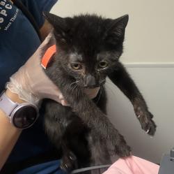 Shelter Stray Female Cat last seen Melcher Street, SAN LEANDRO, CA, 94577, 8323 Baldwin St, Oakland, CA 94621, USA