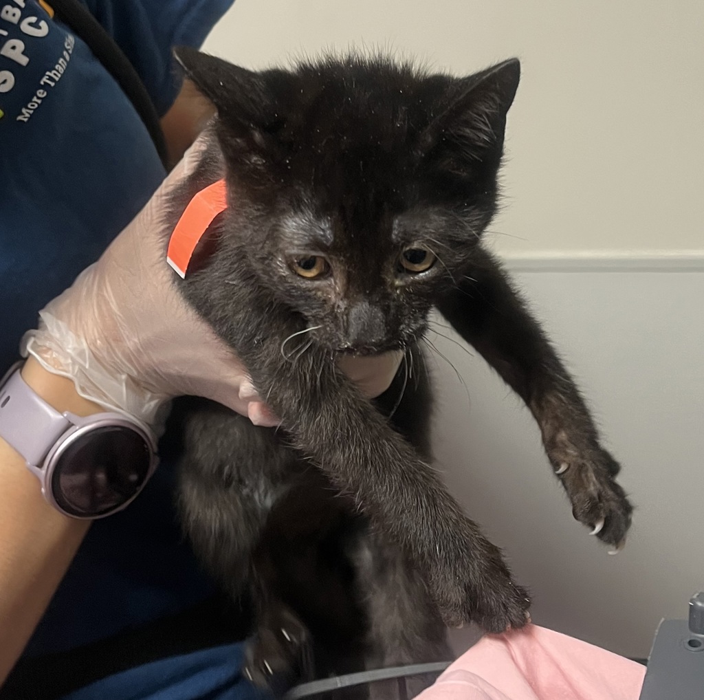 Shelter Stray Female Cat last seen Melcher Street, SAN LEANDRO, CA, 94577, 8323 Baldwin St, Oakland, CA 94621, USA