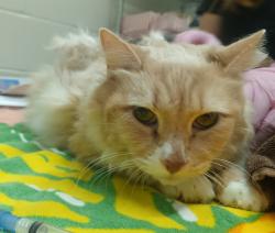 Shelter Stray Male Cat last seen Near buena vista ave spc 2, Santee, CA, 92071, El Cajon, CA 92020, USA