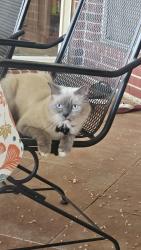 Lost Male Cat last seen Golden Field, Houston, TX 77059
