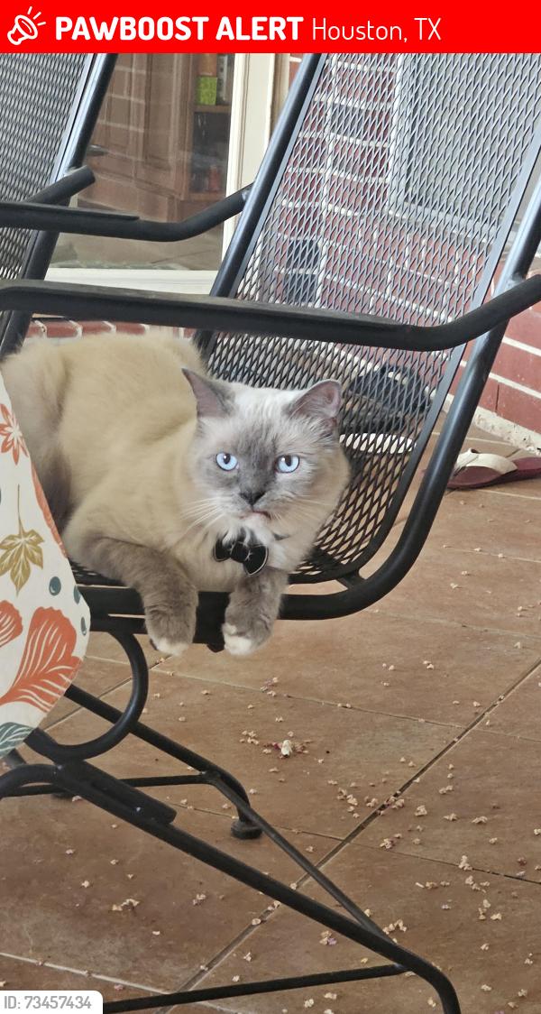 Lost Male Cat last seen Golden Field, Houston, TX 77059