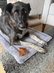Reunited Female Dog last seen glenridge Ave st paul mn 55119, Saint Paul, MN 55119