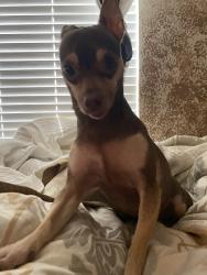 Reunited Female Dog last seen Near Greenwood Forest Dr, Houston, TX 77066, USA, Houston, TX 77066