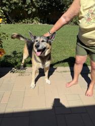 Found/Stray Male Dog last seen On bellflower between Carson and conant, Long Beach, CA 90808