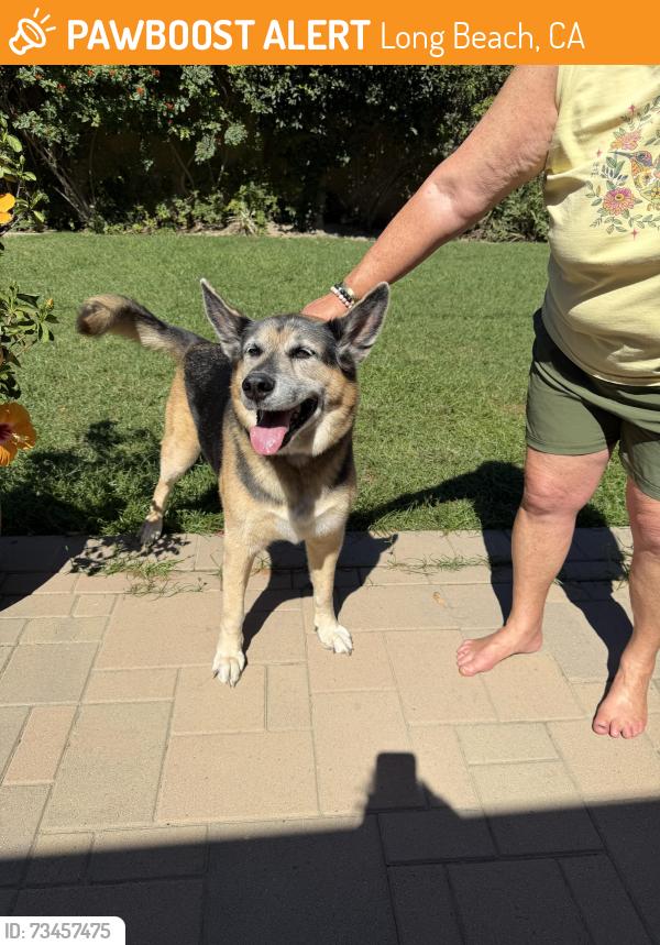Found/Stray Male Dog last seen On bellflower between Carson and conant, Long Beach, CA 90808