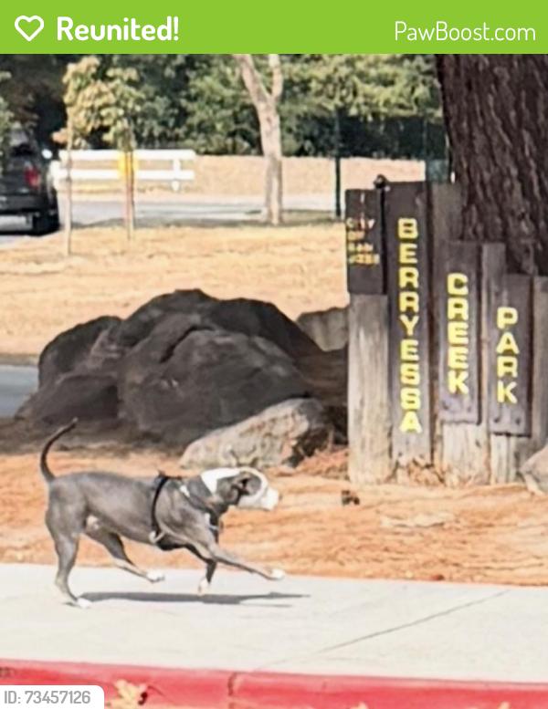 Reunited Unknown Dog last seen Messina Dr., San Jose, CA 95132