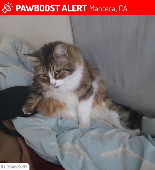 Lost Female Cat last seen Williamson Rd, Manteca, CA 95337
