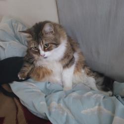 Lost Female Cat last seen Williamson Rd, Manteca, CA 95337