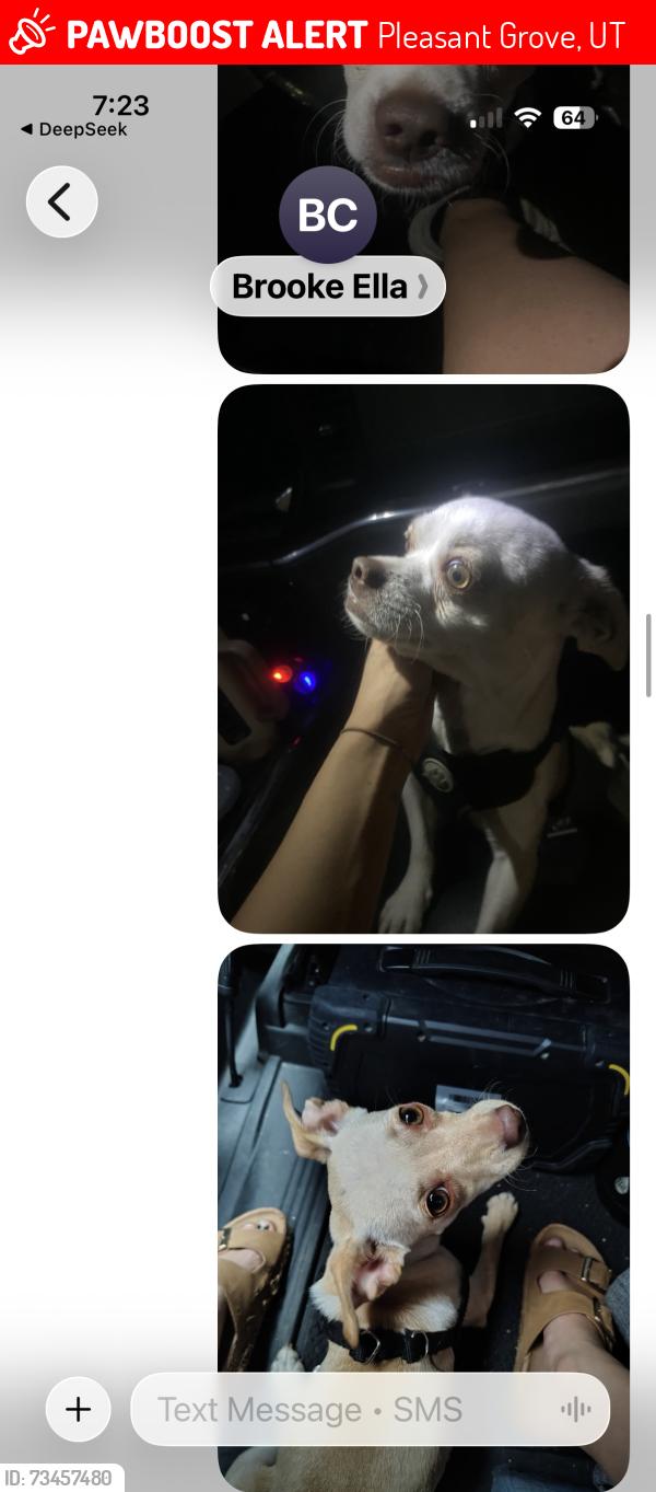 Lost Male Dog last seen Near, Pleasant Grove, UT 84062