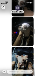 Lost Male Dog last seen Near, Pleasant Grove, UT 84062