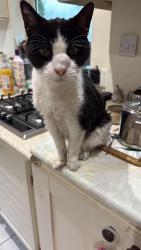 Reunited Male Cat last seen Wollaston Vale, Wollaton, England 