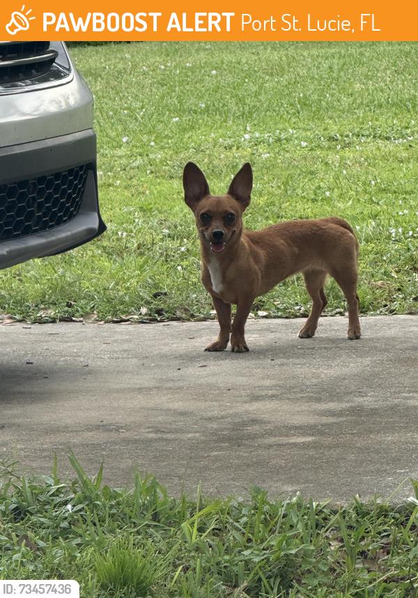Found/Stray Unknown Dog last seen Near se quay st, Port St. Lucie, FL 34984