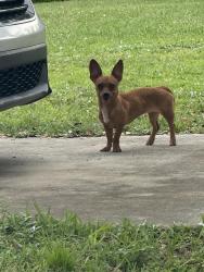 Found/Stray Unknown Dog last seen Near se quay st, Port St. Lucie, FL 34984