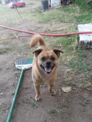 Lost Male Dog last seen Temperance and Belmont, Fresno, CA 93727