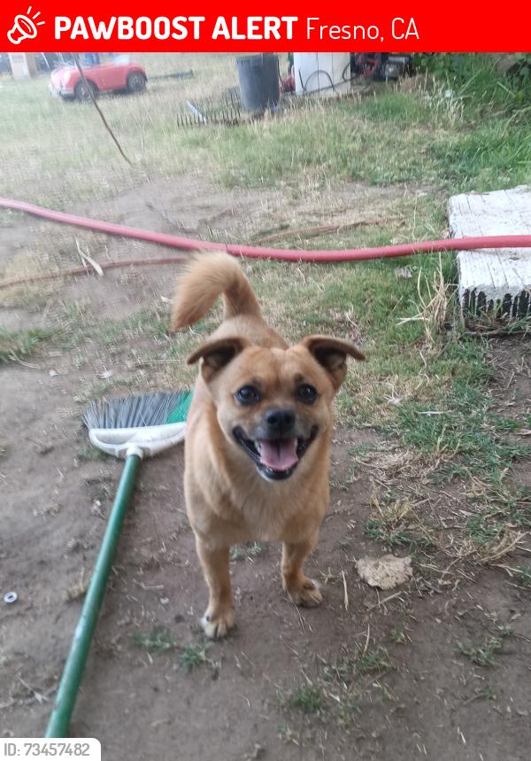 Lost Male Dog last seen Temperance and Belmont, Fresno, CA 93727