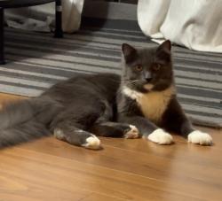 Reunited Male Cat last seen southmere crois, Surrey, BC 