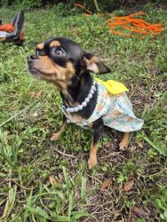 Reunited Female Dog last seen N Himes Ave, Tampa, FL, USA, Tampa, FL 33607