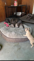 Lost Male Dog last seen Dyer, El Paso, TX 79904