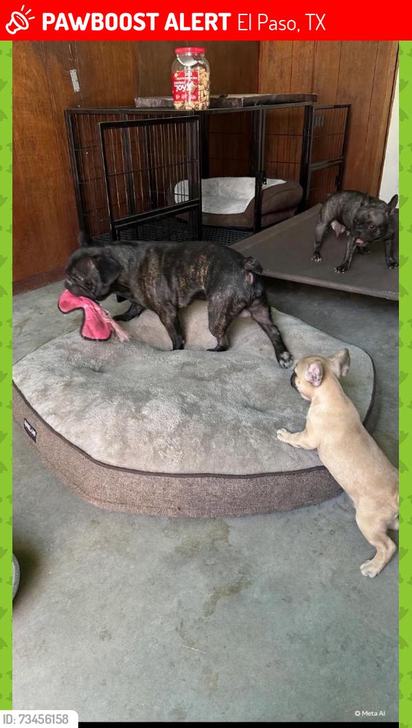 Lost Male Dog last seen Dyer, El Paso, TX 79904