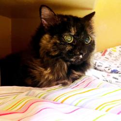 Shelter Stray Female Cat last seen , Animal Care & Control Team of Philly, 111 W Hunting Park Ave, Philadelphia, PA 19140, USA