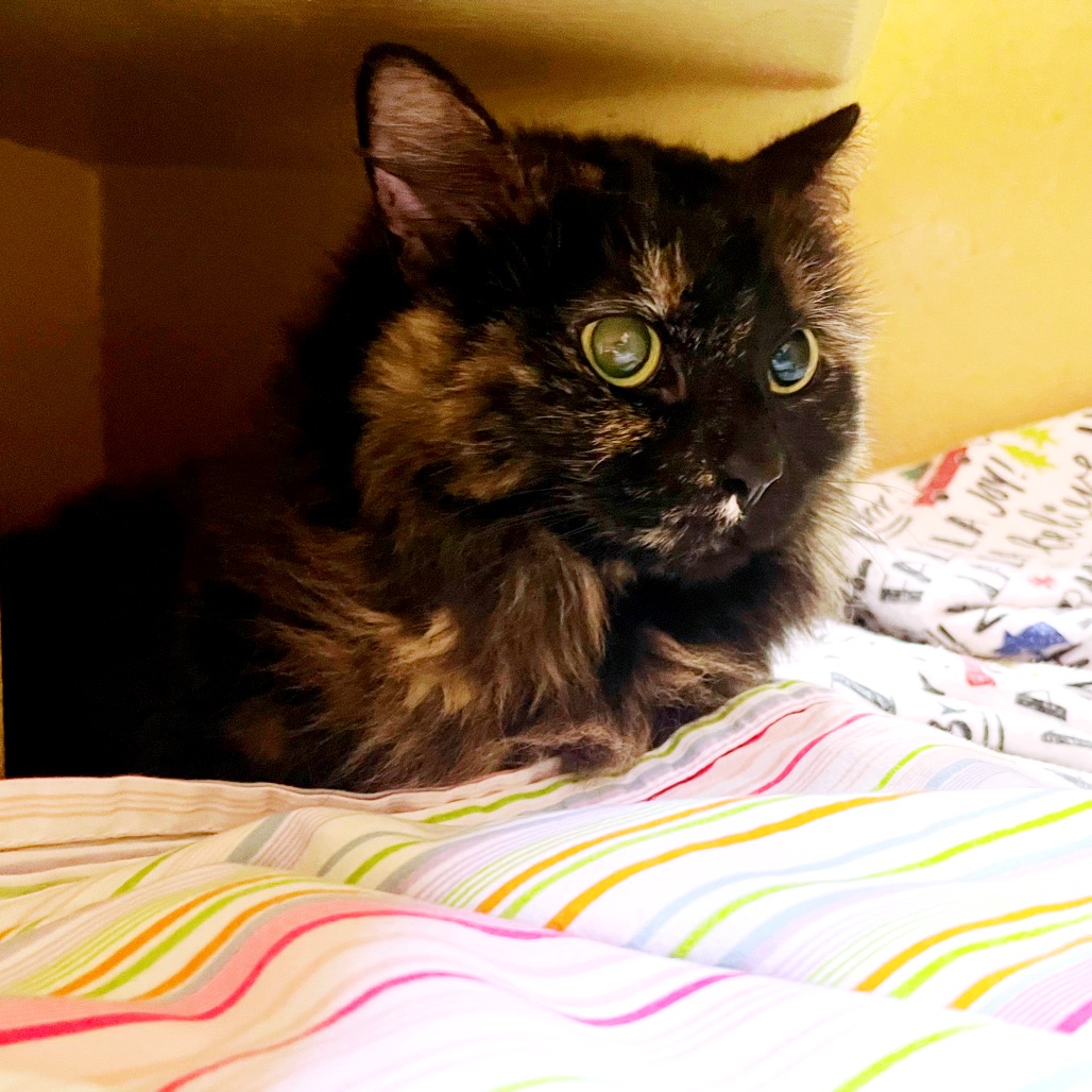 Shelter Stray Female Cat last seen , Animal Care & Control Team of Philly, 111 W Hunting Park Ave, Philadelphia, PA 19140, USA