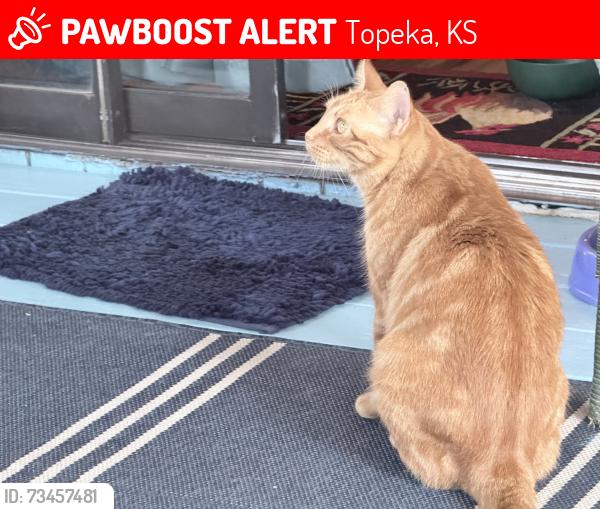 Lost Female Cat last seen Near SW Westport Square, Topeka, KS 66614