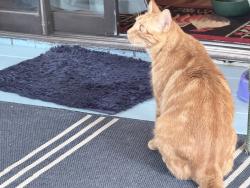 Lost Female Cat last seen Near SW Westport Square, Topeka, KS 66614