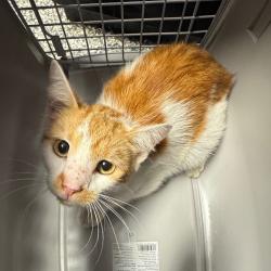 Shelter Stray Male Cat last seen , 244 Georgetown Rd, Jacksonville, NC 28540, USA