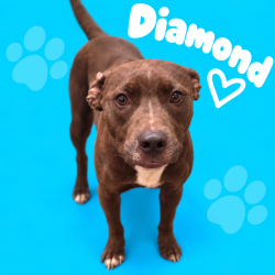 Shelter Stray Female Dog last seen , 2350 Appling City Cove, Memphis, TN 38133, USA