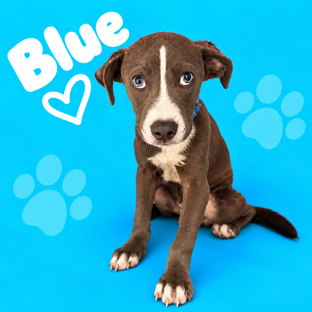 Shelter Stray Male Dog last seen , 2350 Appling City Cove, Memphis, TN 38133, USA
