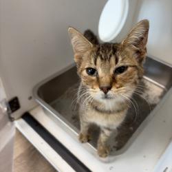 Shelter Stray Female Cat last seen , 1109 Moore Ave, Portland, TX 78374, USA