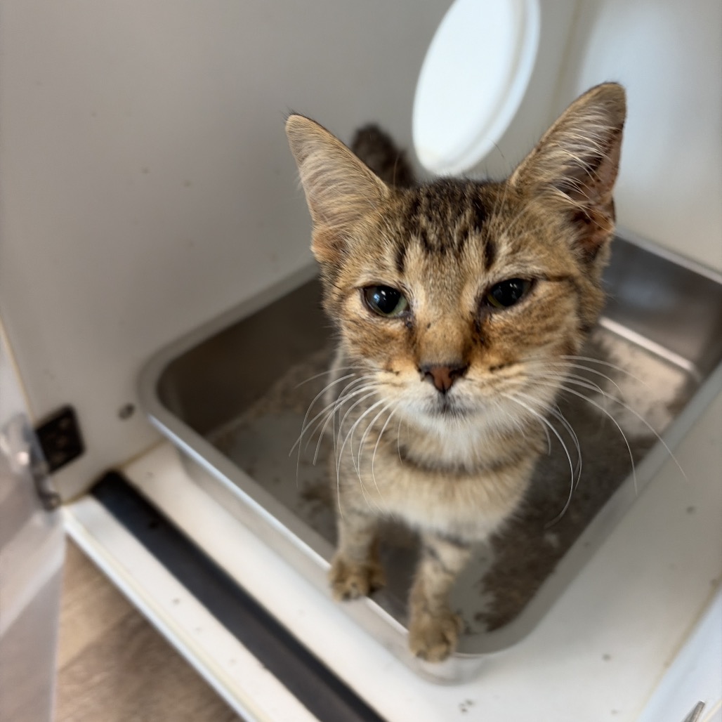Shelter Stray Female Cat last seen , 1109 Moore Ave, Portland, TX 78374, USA