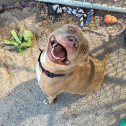 Shelter Stray Female Dog last seen , 1500 Idalia Rd NE, Bernalillo, NM 87004, USA
